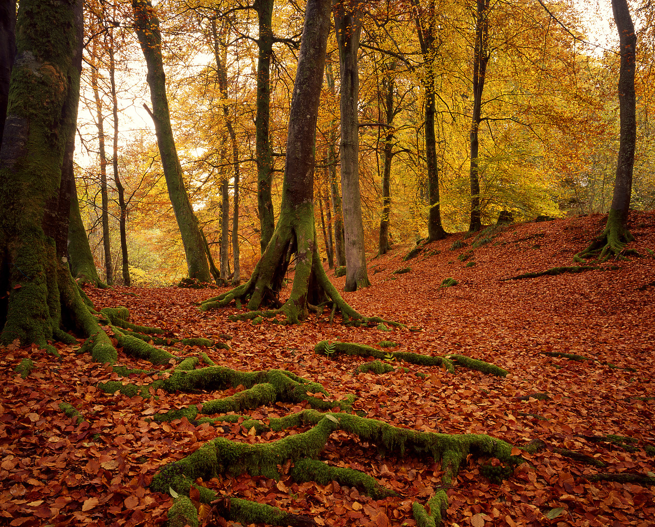 #970487-2 - The Birks in Autumn, Aberfeldy, Tayside Region, Scotland