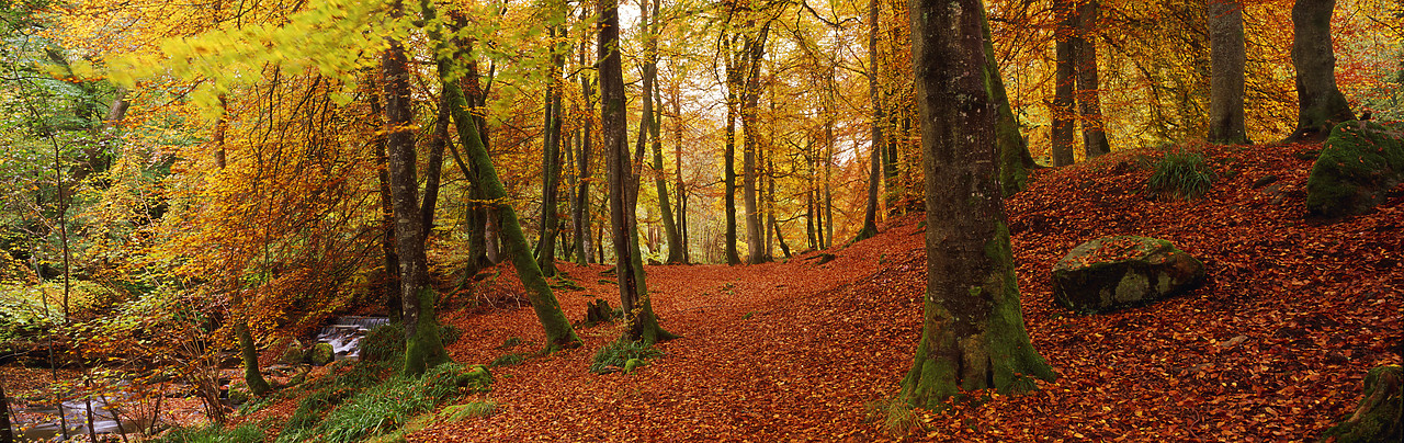 #970488-1 - The Birks in Autumn, Aberfeldy, Tayside Region, Scotland