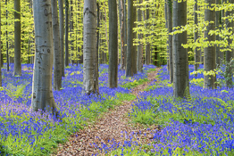 Bluebell Flowers (Hyacinthoides non-scripta) Carpet Hardwood Beech Forest,  Hallerbos Forest, Belgium