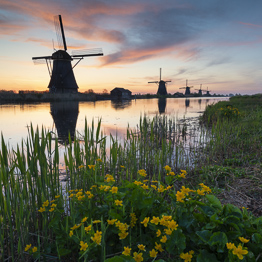 Windmills of Kinderdijk at Sunrise,Holland, Netherlands