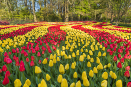 Keukenhof Gardens in Spring, Lisse, Holland, Netherlands