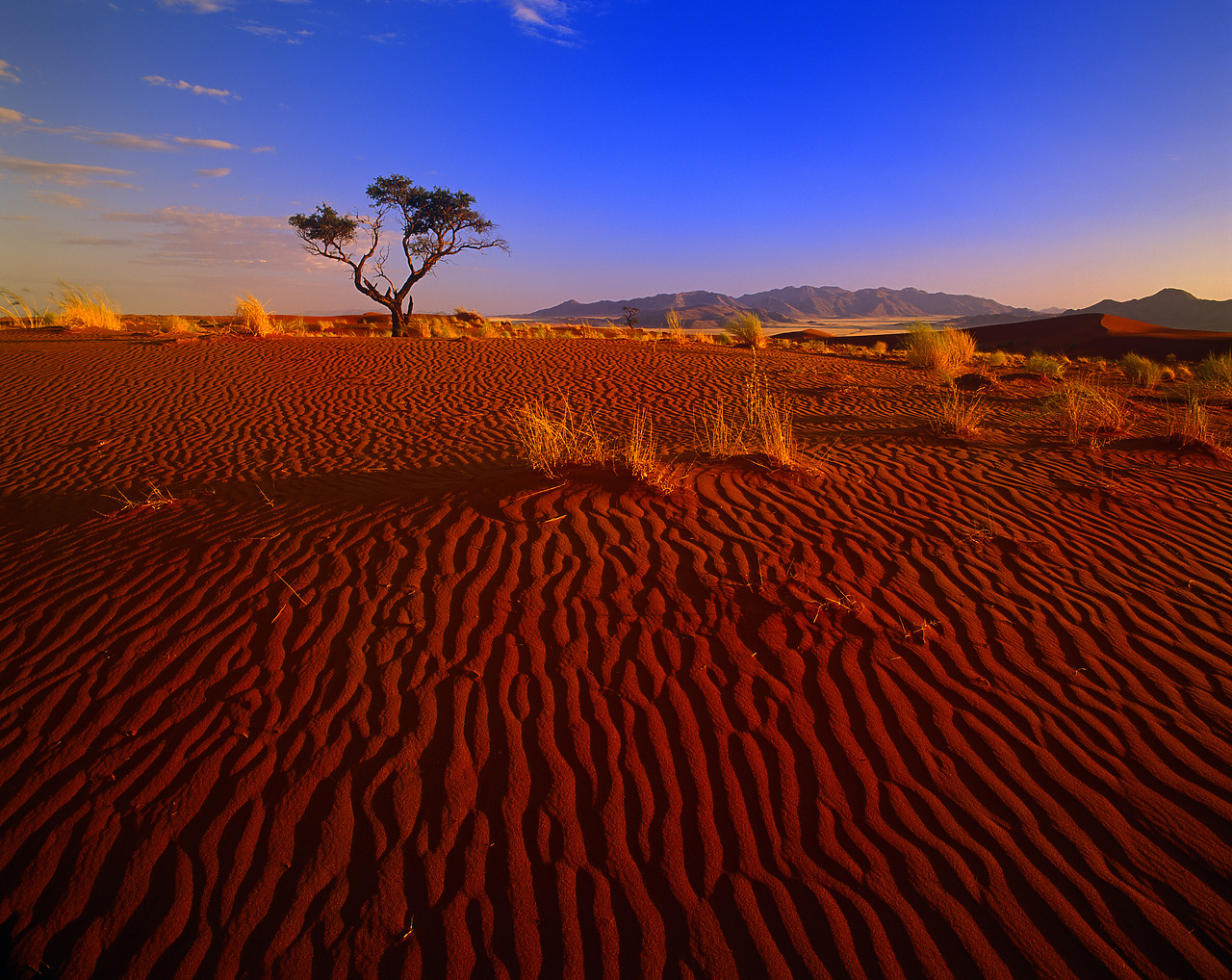 #010005-1 - Sand Dune and Lone Tree, Namib Rand, Namibia, Africa