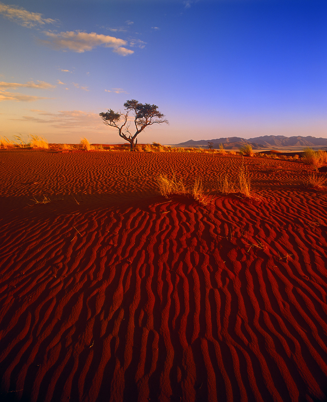 #010005-2 - Sand Dune and Lone Tree, Namib Rand, Namibia, Africa