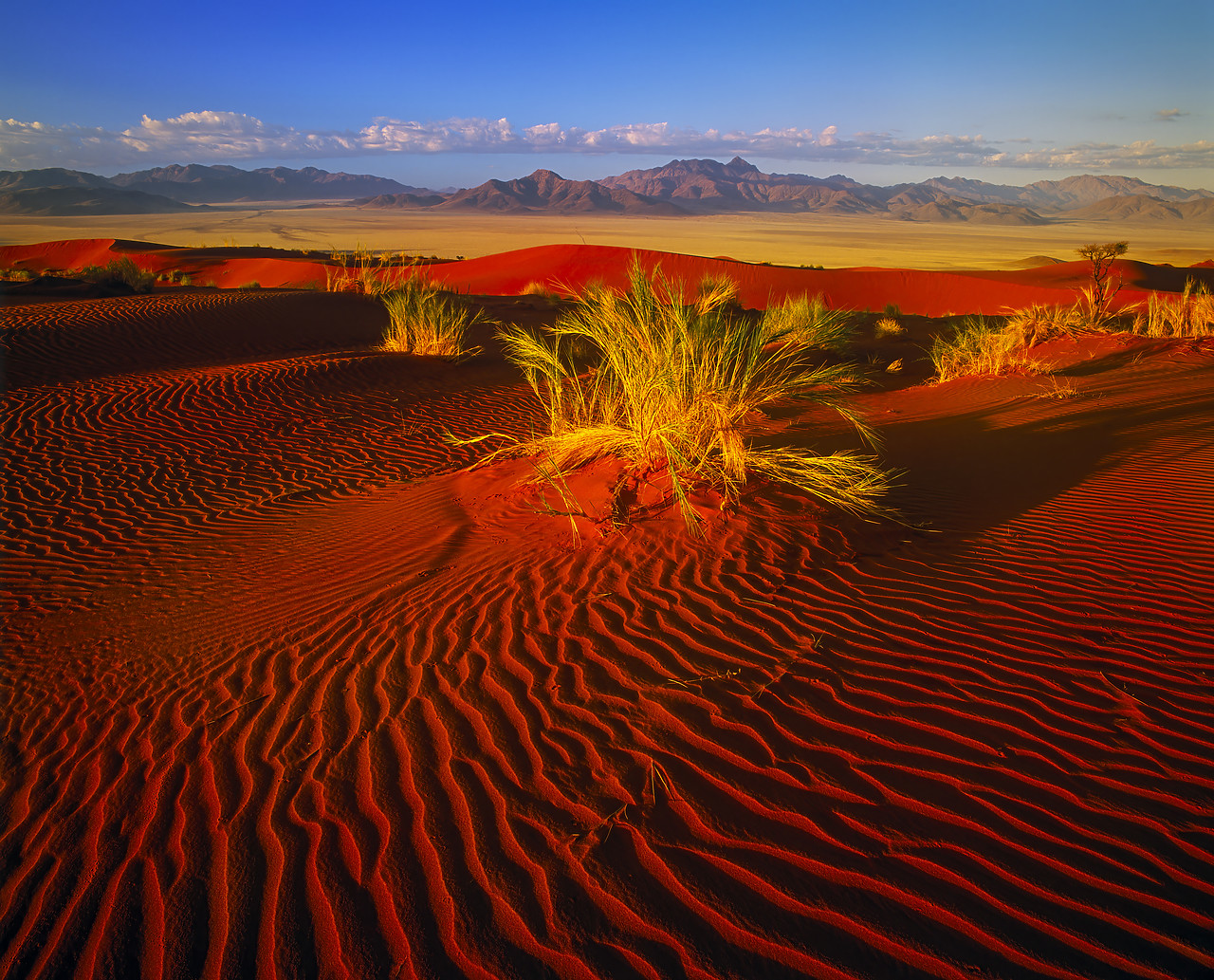 #010008-1 - Sand Dune & Desert Grass, Namib Rand, Namibia, Africa
