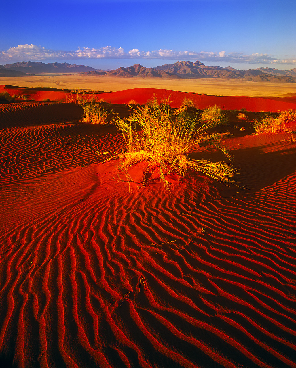 #010008-2 - Sand Dune & Desert Grass, Namib Rand, Namibia, Africa
