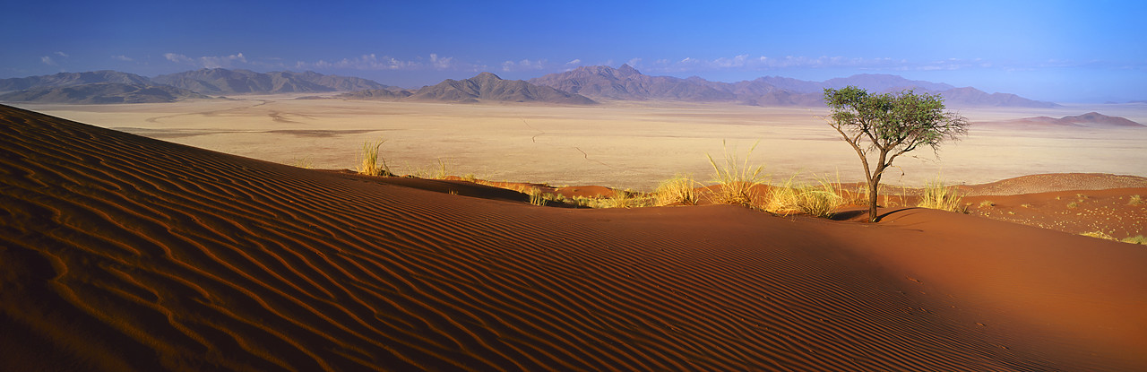 #010009-1 - Sand Dune & Tree, Namib Rand, Namibia, Africa
