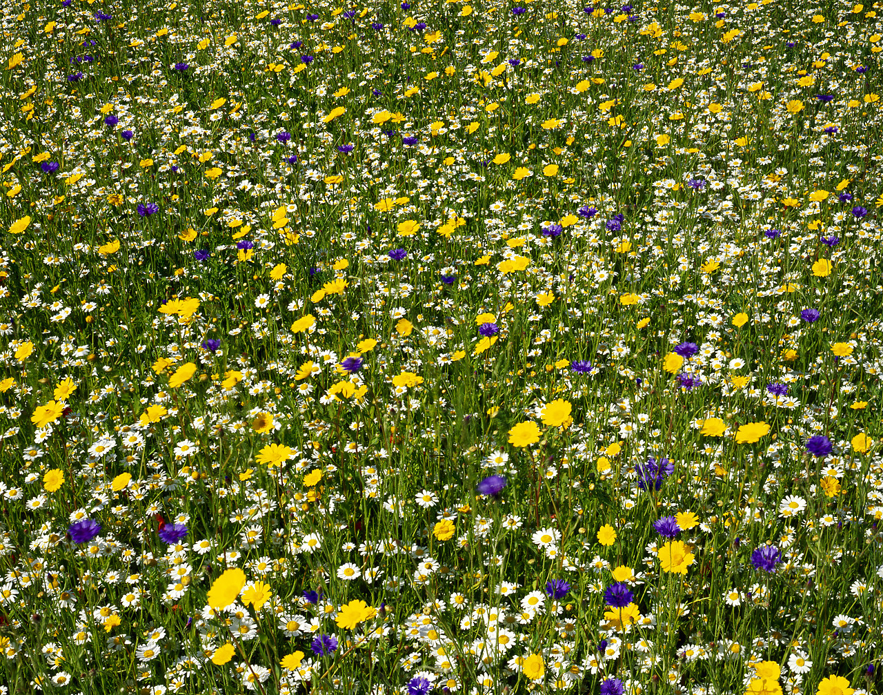 #010019-1 - Corn Marigold, Corn Camomile & Corn Flowers, East Ruston, Norfolk, England