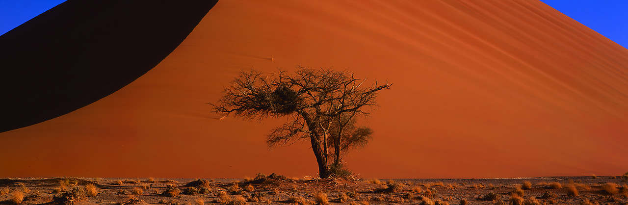 #010053-10 - Sand Dune & Lone Tree, Sossusvlei, Namibia, Africa