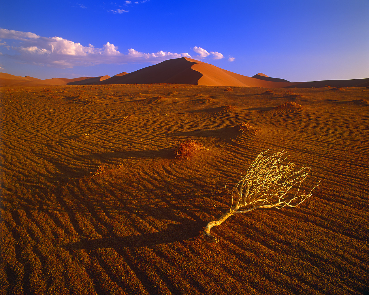 #010055-1 - Sand Dune & Brush, Sossusvlei, Namibia, Africa
