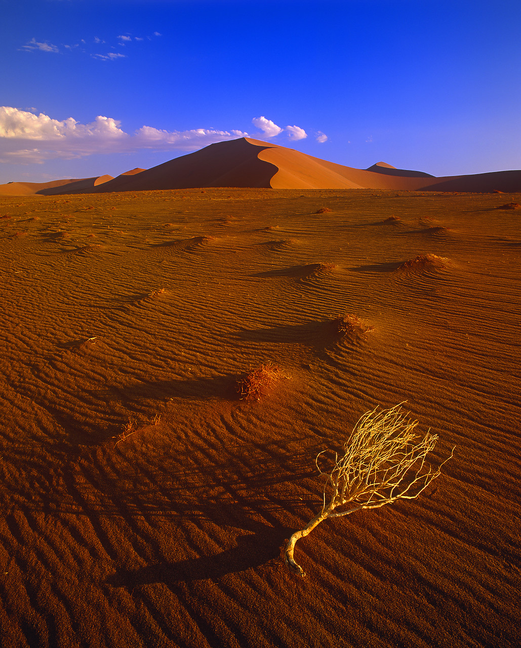 #010055-2 - Sand Dune & Brush, Sossusvlei, Namibia, Africa