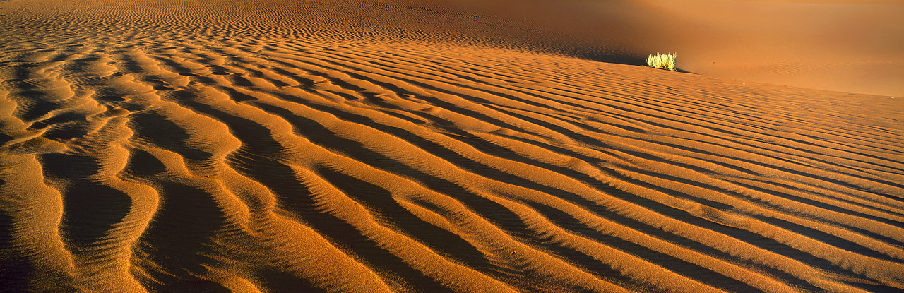 #010069-1 - Sand Dune & Bush, Sossusvlei, Namibia, Africa