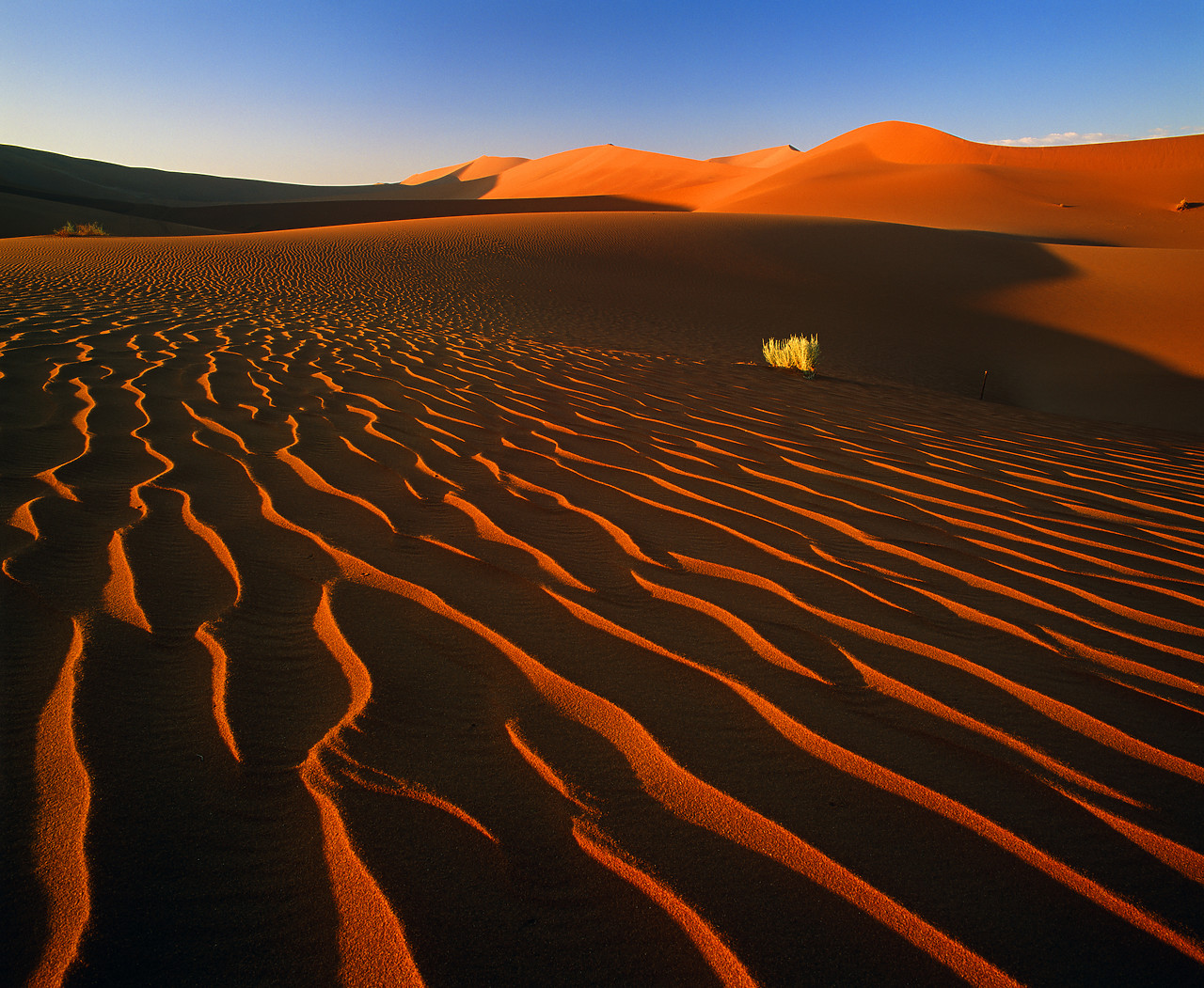 #010069-4 - Sand Dune & Bush, Sossusvlei, Namibia, Africa