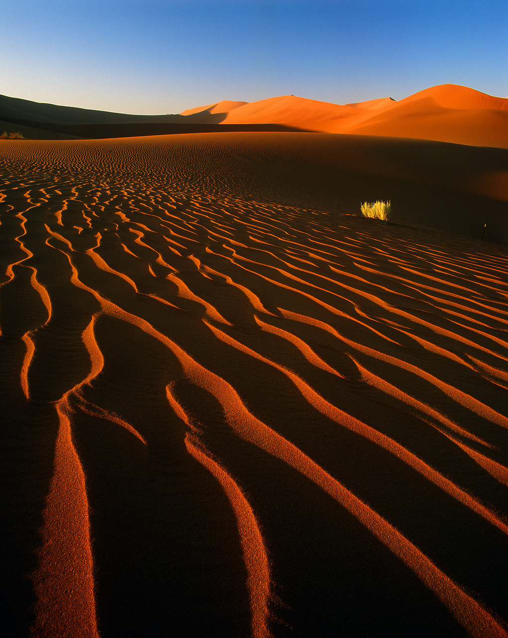 #010069-9 - Sand Dune & Bush, Sossusvlei, Namibia, Africa