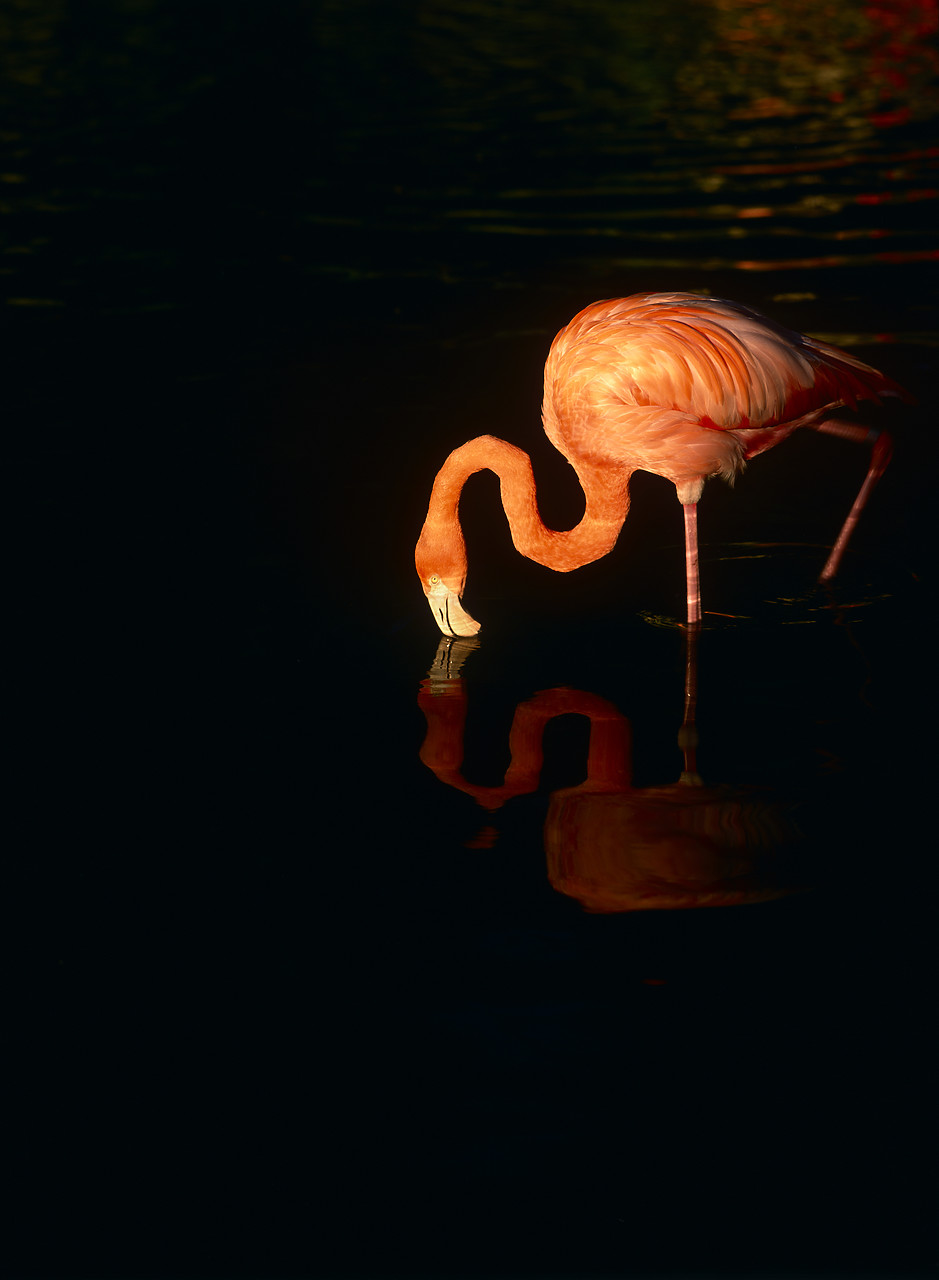 #010275-1 - Flamingo Reflecting in Water, Sarasota, Florida, USA