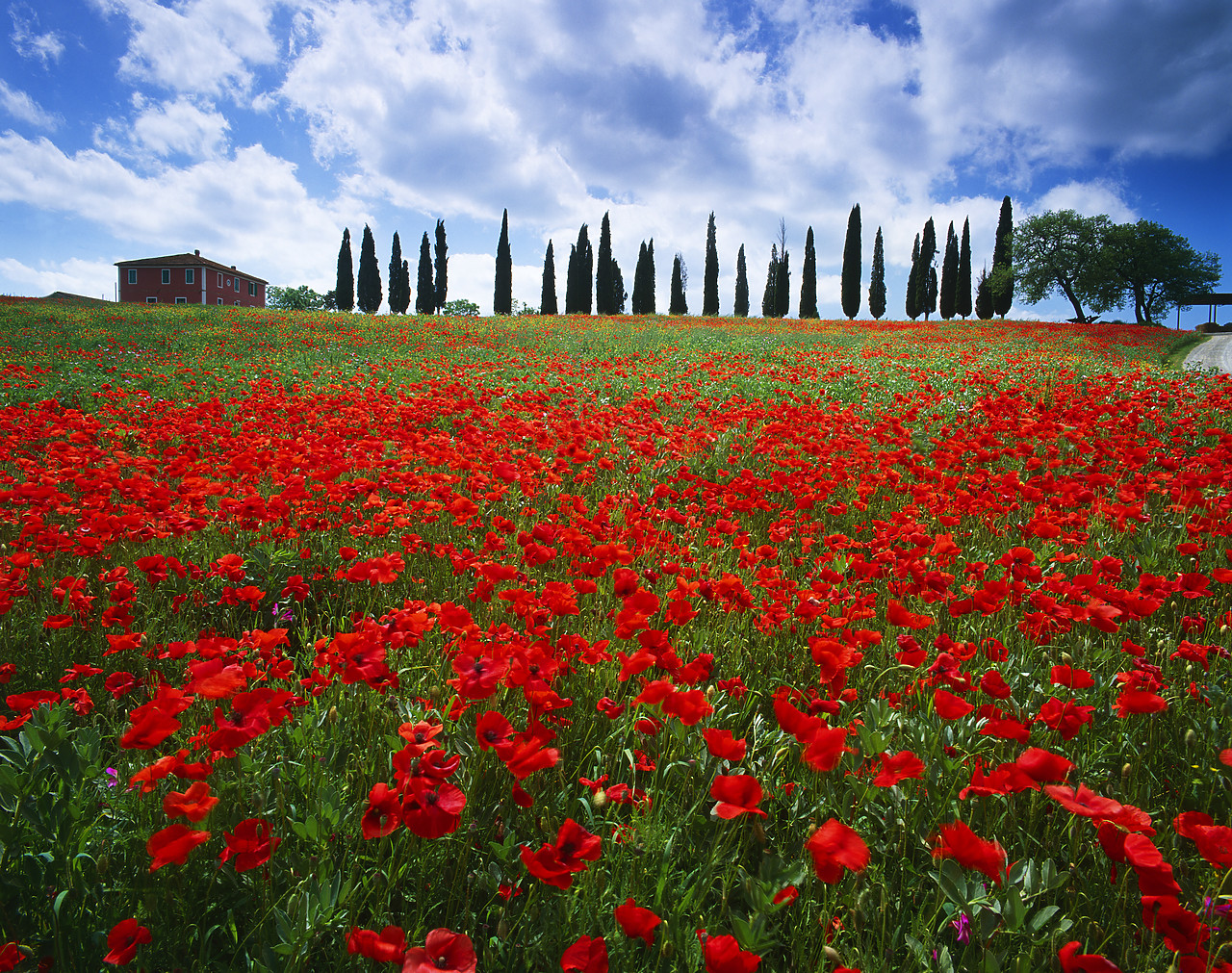 #020098-2 - Poppy Field & Cypress Trees, San Quirico, Tuscany, Italy