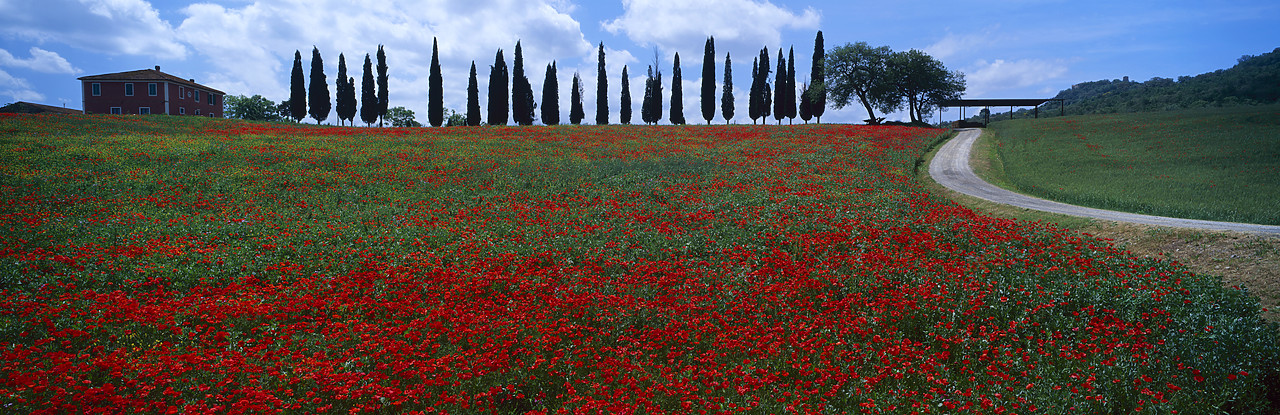#020098-6 - Poppy Field & Cypress Trees, San Quirico d'Orcia, Tuscany, Italy