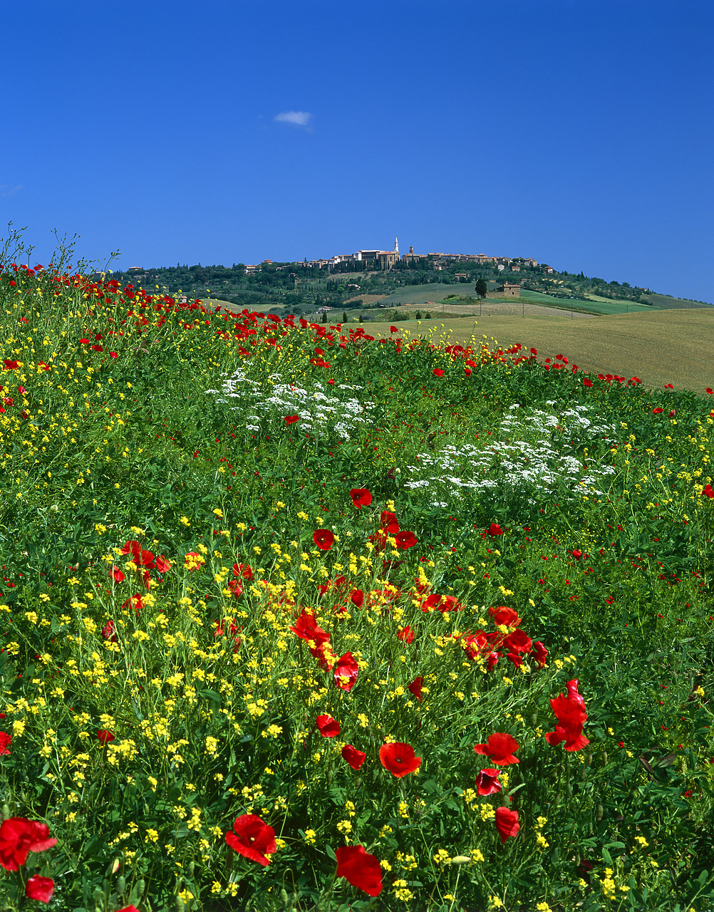 #020110-4 - Field of Wildflowers, near Pienza, Tuscany, Italy
