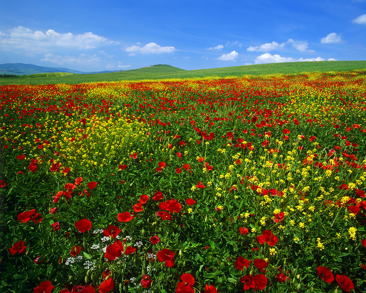 #020111-4 - Field of Wildflowers, near Pienza, Tuscany, Italy