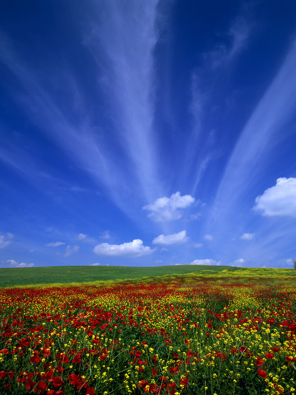 #020114-2 - Field of Wildflowers & Cloudscape, near Pienza, Tuscany, Italy