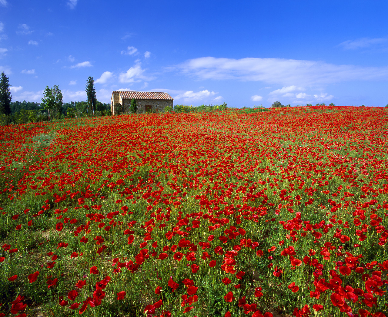 #020116-1 - Villa in Field of Poppies, Tuscany, Italy