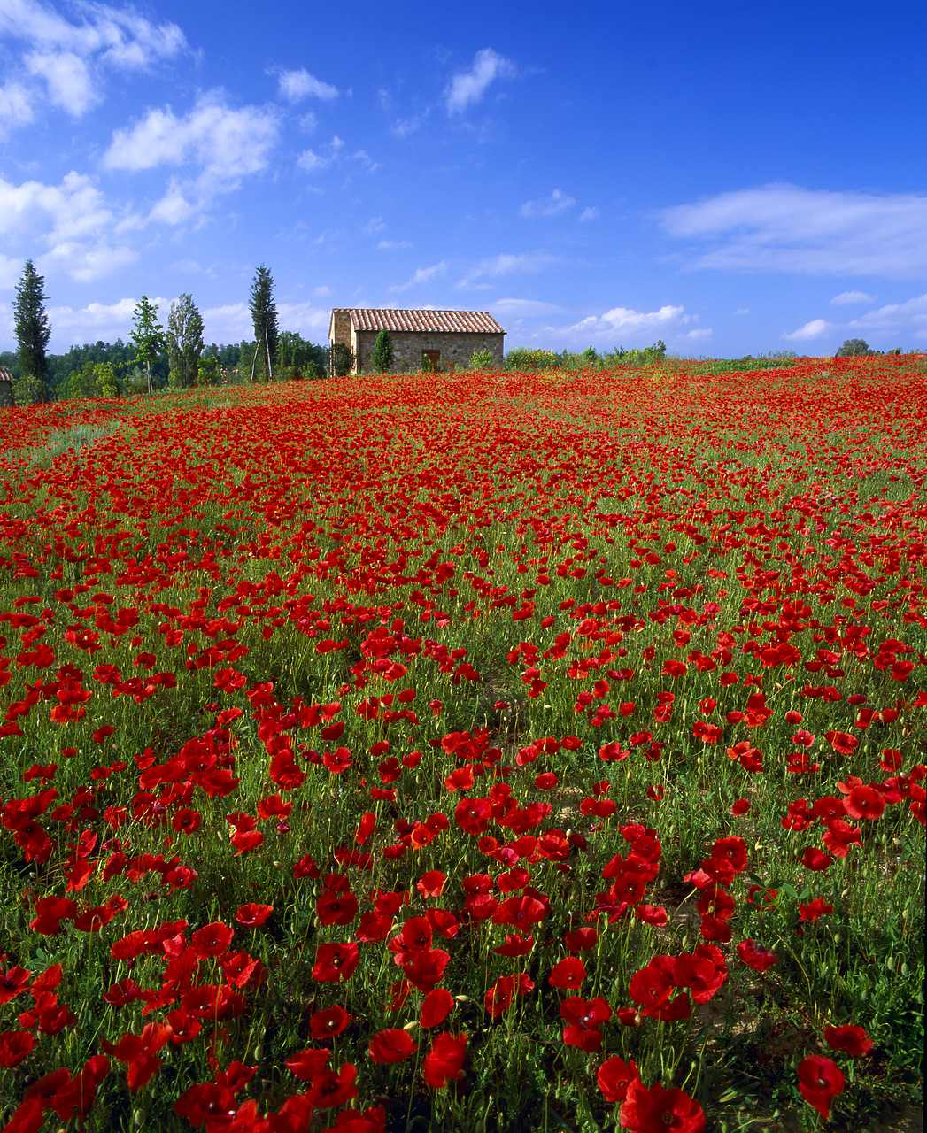 #020116-4 - Villa in Field of Poppies, Tuscany, Italy