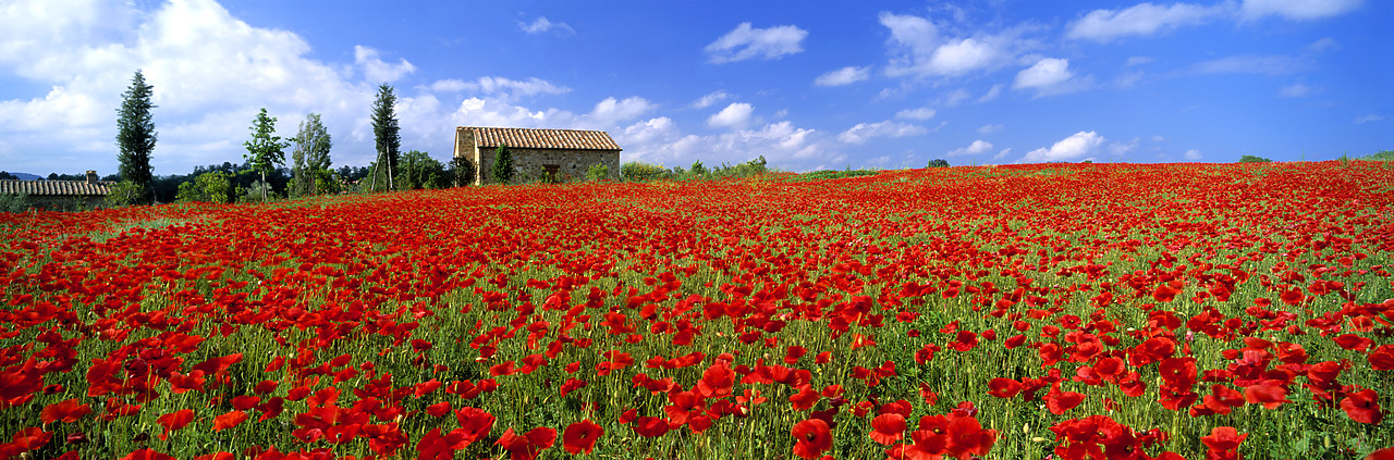 #020116-5 - Villa & Field of Poppies, near Pienza, Tuscany, Italy