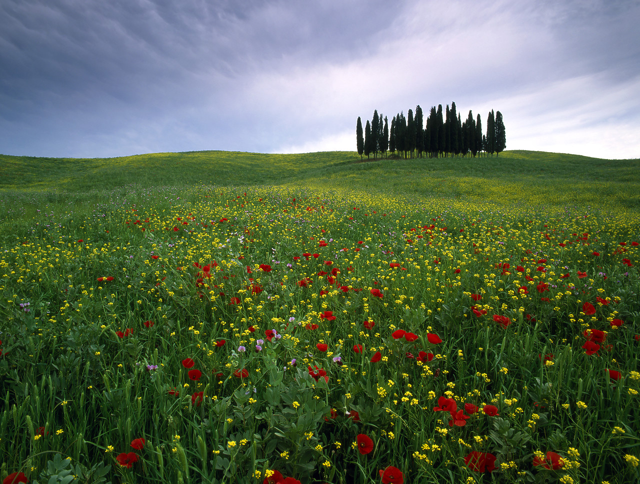 #020120-1 - Cypress Trees & Field of Wildflowers, near San Quirico, Tuscany, Italy