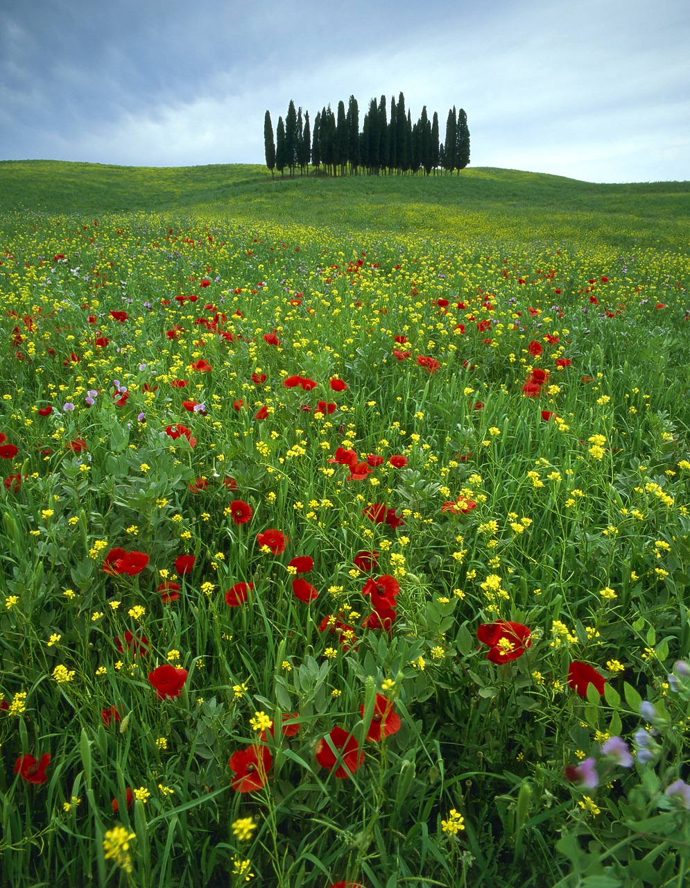 #020120-3 - Cypress Trees and Field of Wildflowers, near San Quirico, Tuscany, Italy