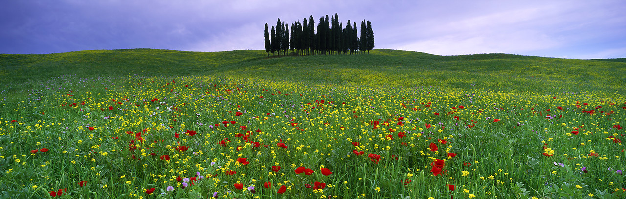 #020120-5 - Cypress Trees & Field of Wildflowers, San Quirico, Tuscany, Italy