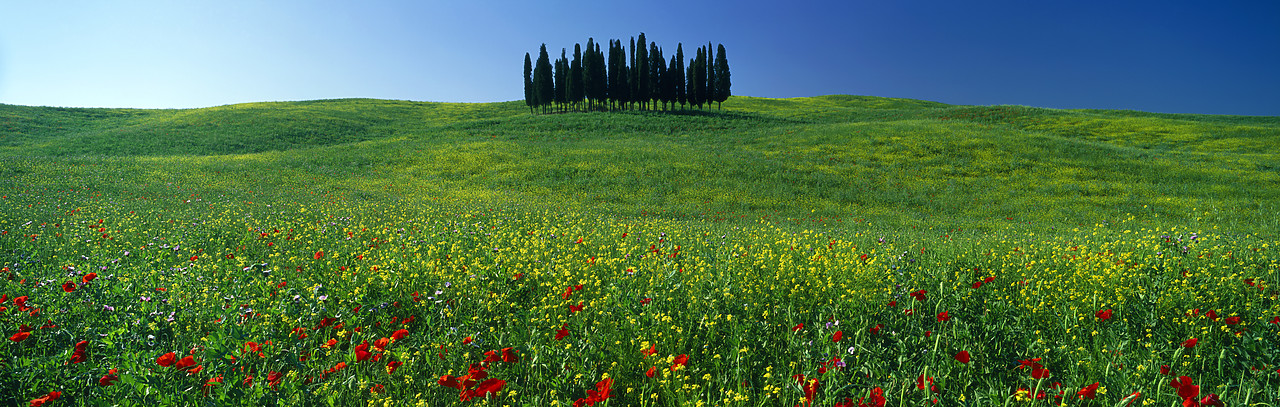 #020121-8 - Cypress Trees & Field of Wildflowers, San Quirico, Tuscany, Italy