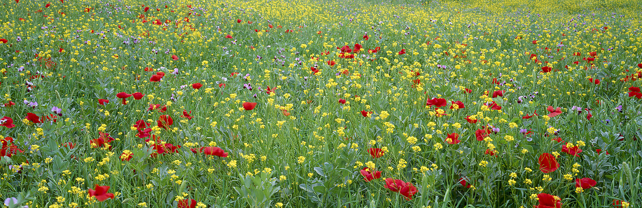 #020122-6 - Field of Wildflowers, near San Quirico d'Orcia, Tuscany, Italy