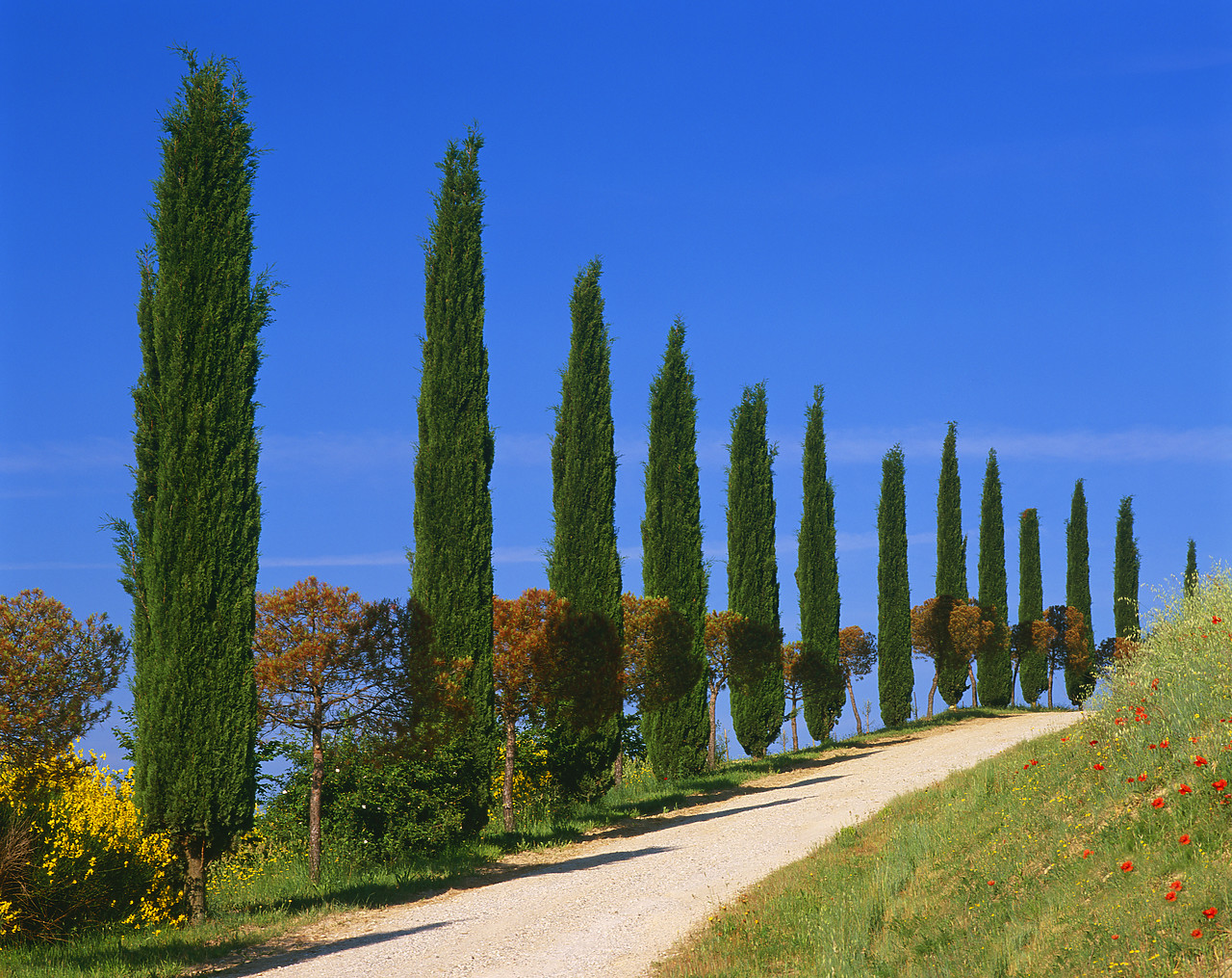 #020126-1 - Cypress Trees & Road, San Quirico, Tuscany, Italy