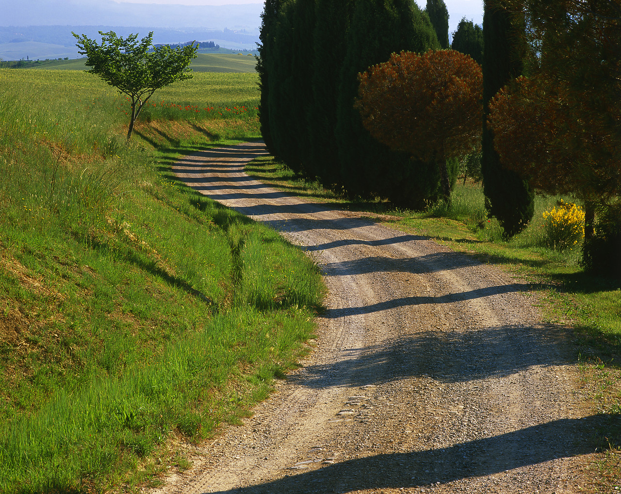 #020128-2 - Cypress Tree Shadows on Road, San Quirico, Tuscany, Italy