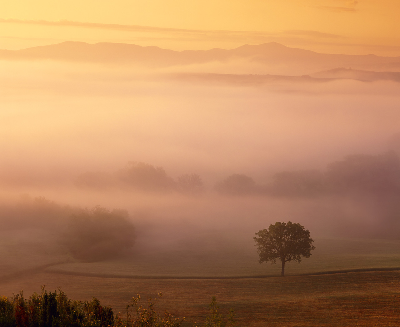 #020143-1 - Tree in Morning Mist, San Quirico d'Orcia, Tuscany, Italy
