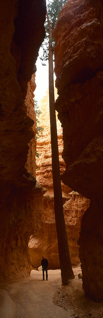 #020695-2 - Ponderosa Pine in Wall Street, Bryce Canyon National Park, Utah, USA
