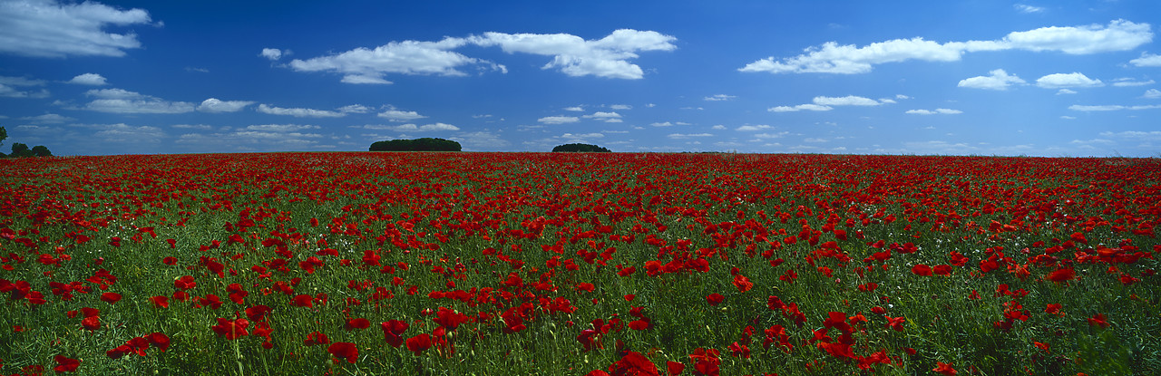 #030194-11 - Field of Poppies, Cotswolds, Gloucestershire, England