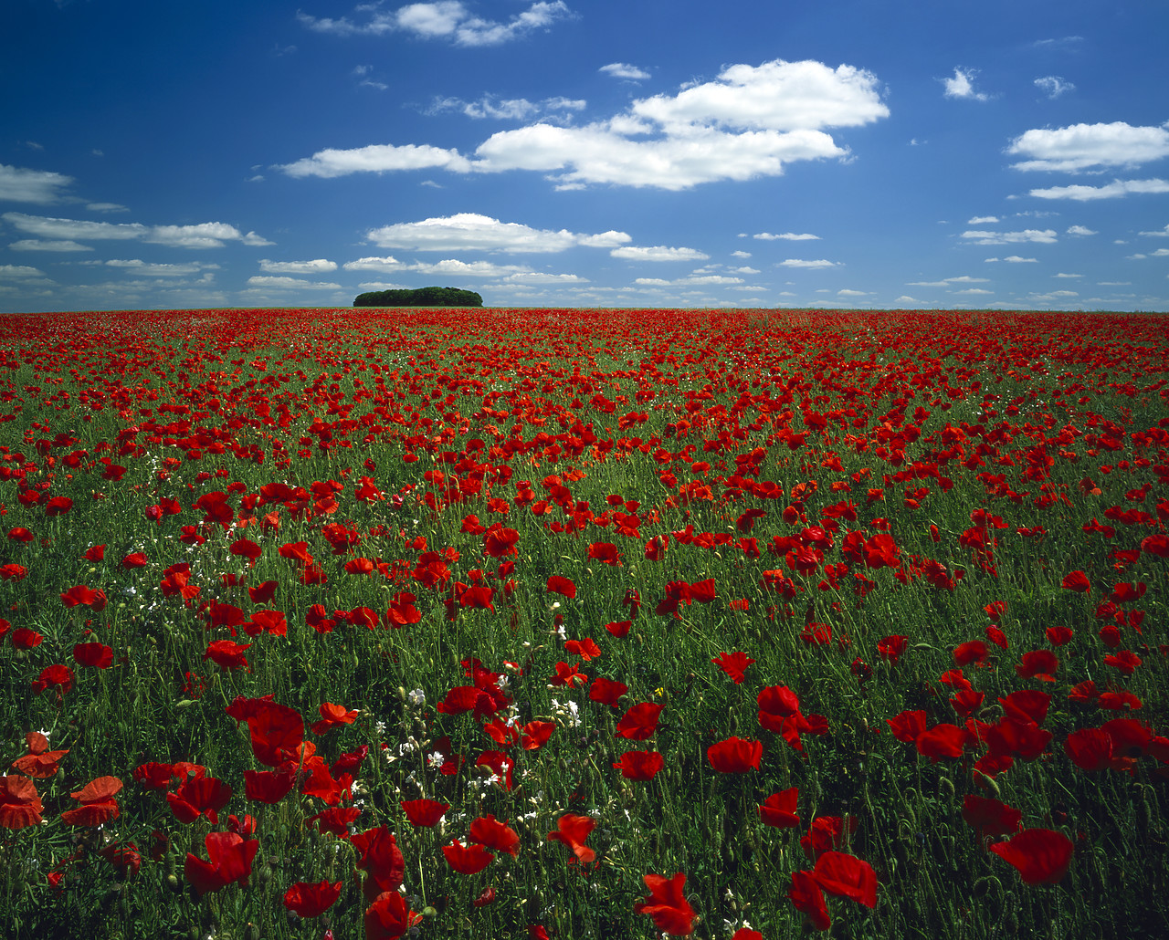 #030194-2 - Field of Poppies, Cotswolds, Gloucestershire, England
