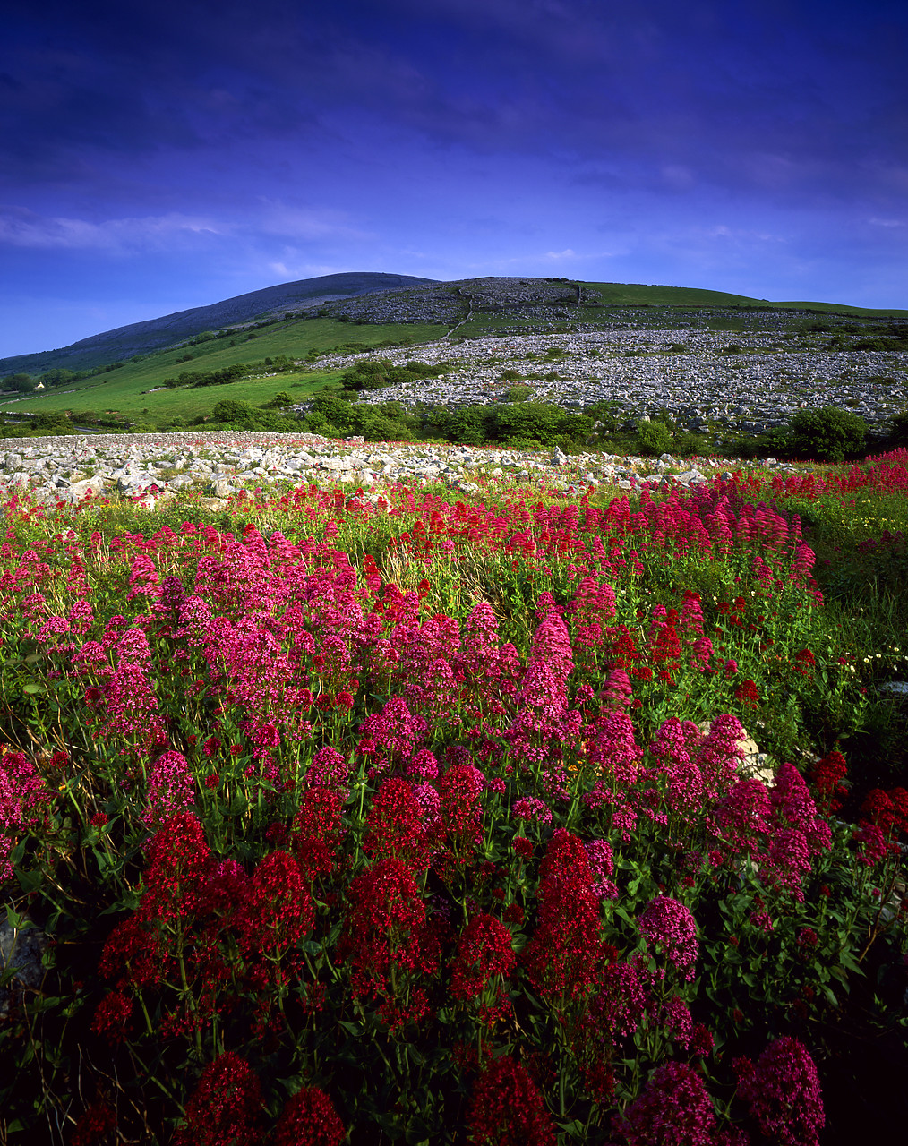 #030260-6 - Red Valerian, The Burren, Co. Clare, Ireland