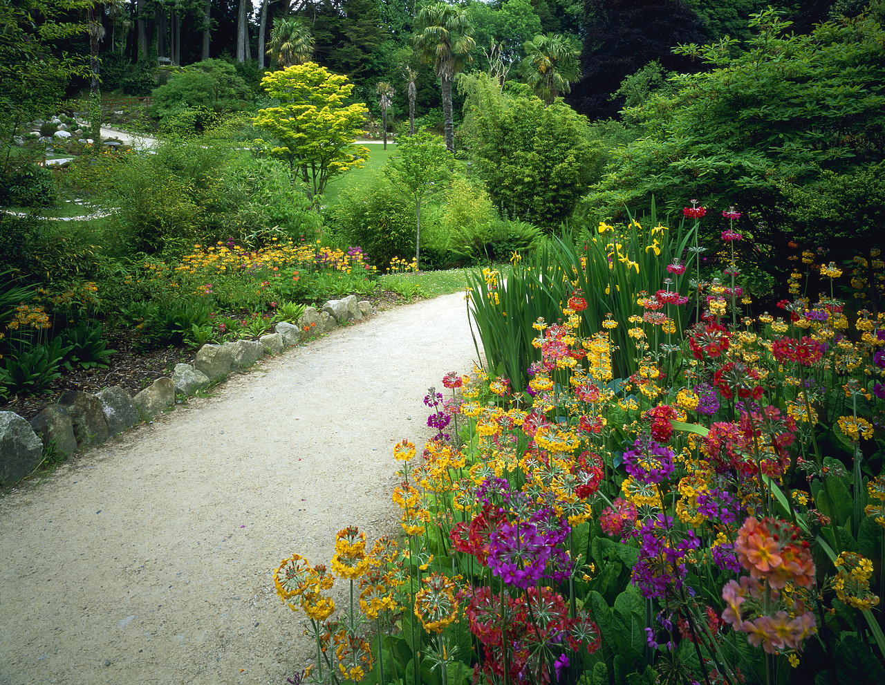 #030289-1 - Primulas along Garden Path, Powerscourt Gardens, Co. Wicklow, Ireland
