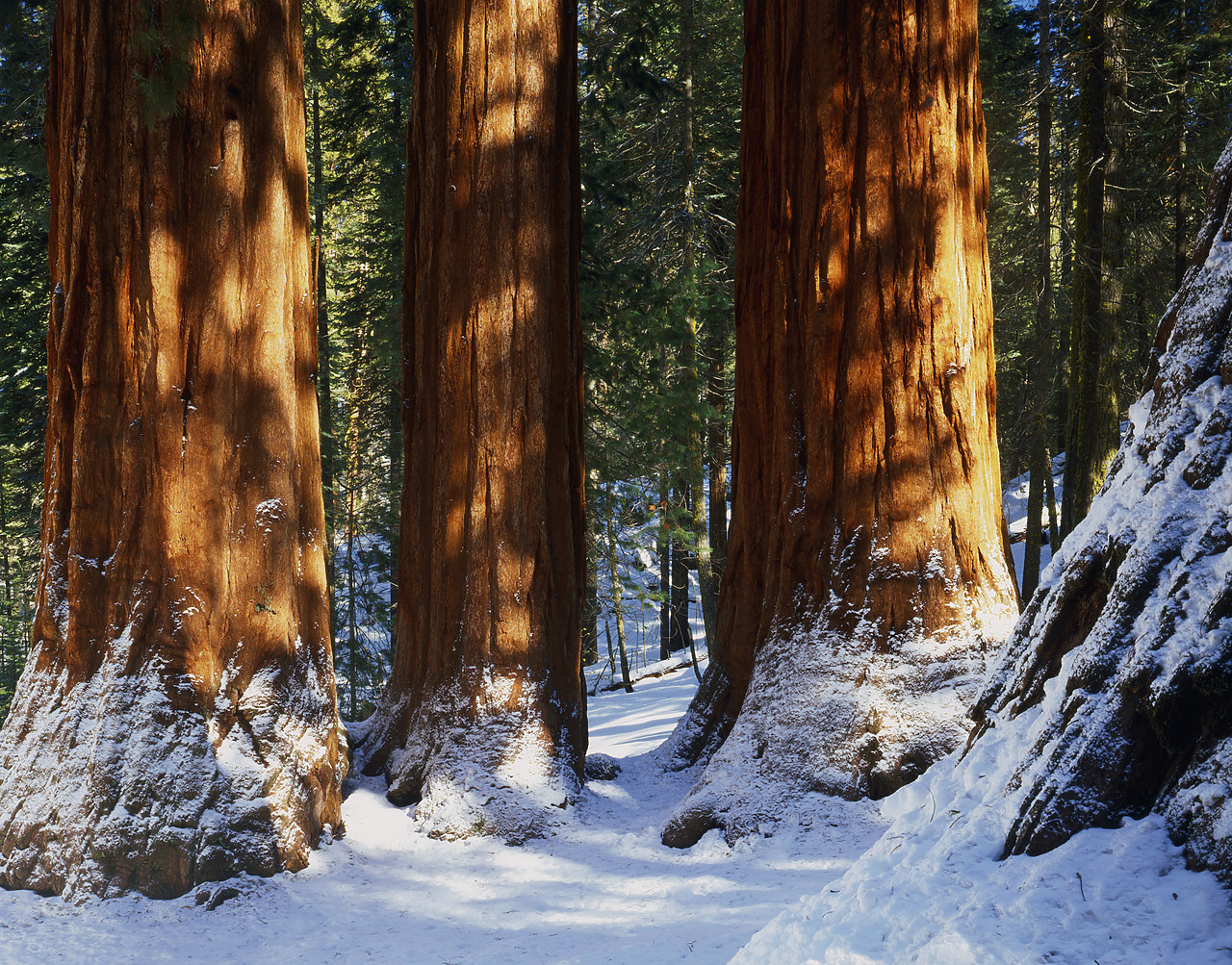 #040032-6 - Giant Sequoias in Winter, Yosemite National Park, California, USA