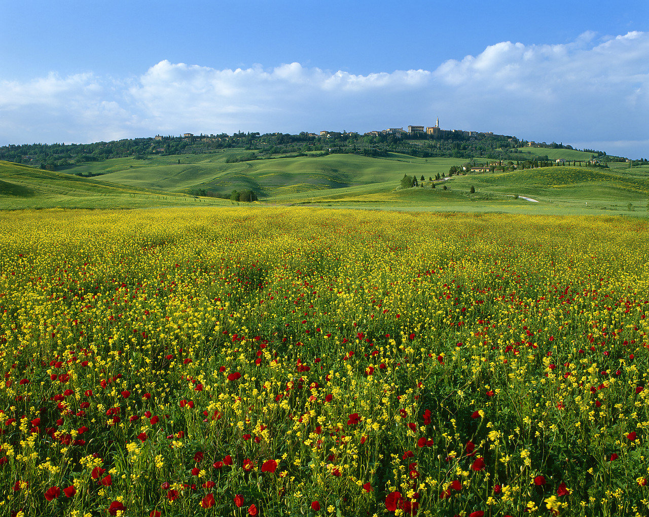 #040088-2 - Field of Wildflowers, Pienza, Tuscany, Italy