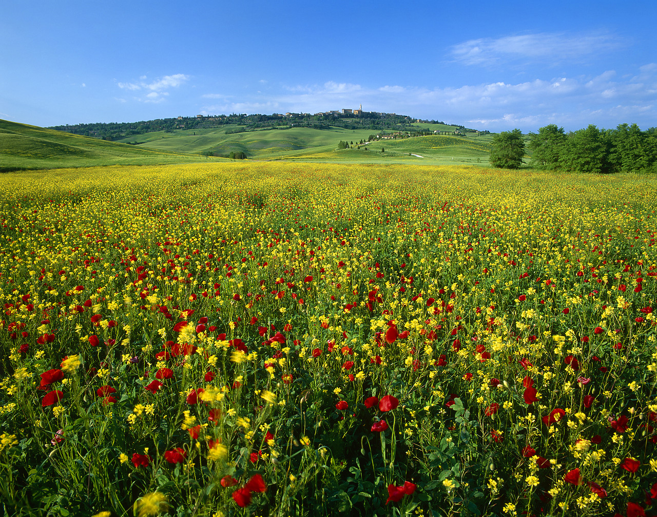 #040088-3 - Field of Wildflowers, Pienza, Tuscany, Italy