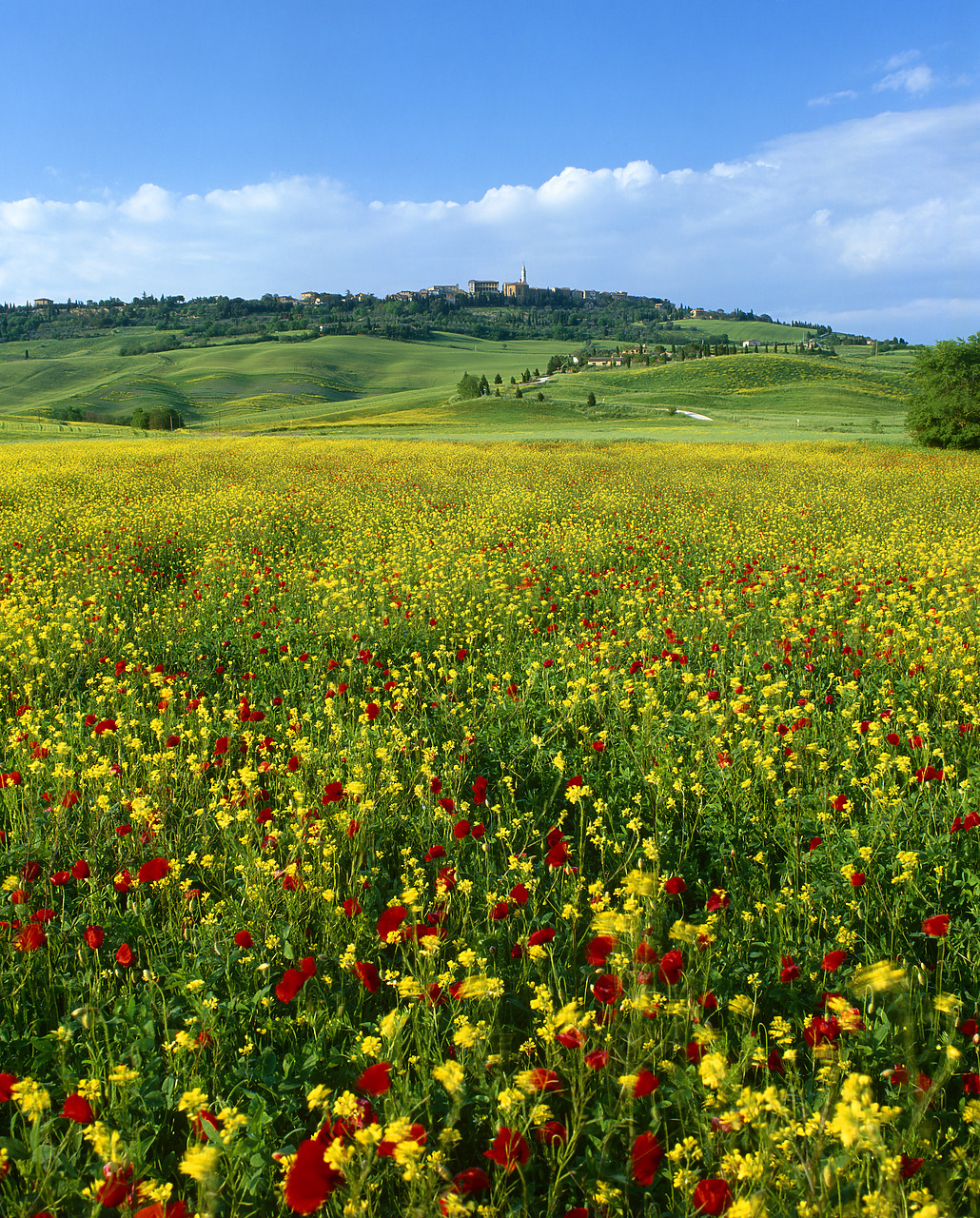 #040088-4 - Field of Wildflowers, Pienza, Tuscany, Italy