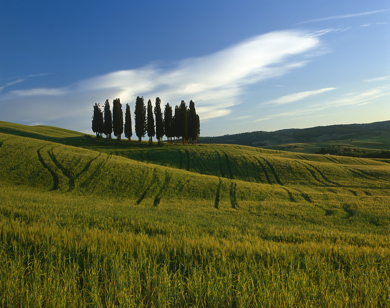 #040090-2 - Cypress Trees in Field of Barley, San Quirico. Tuscany, Italy