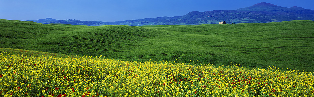#040091-5 - Field of Wildflowers, near Pienza, Tuscany, Italy