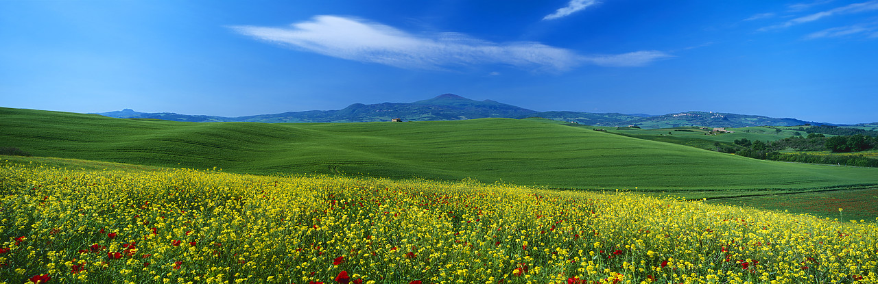 #040092-4 - Field of Wildflowers, near Pienza, Tuscany, Italy