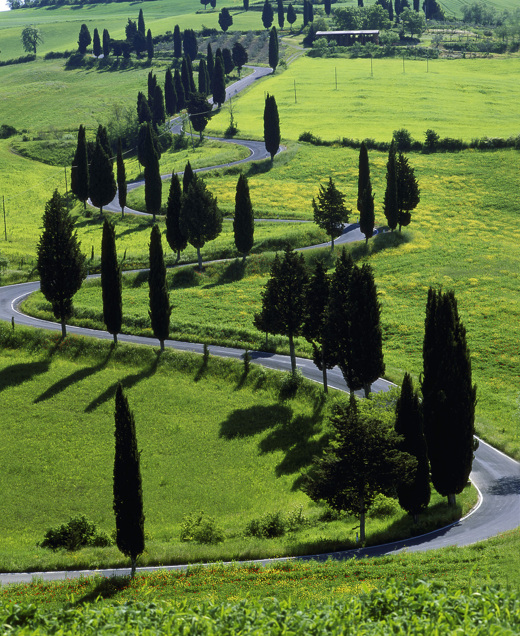 #040093-2 - Winding Road Lined with Cypress Trees, Tuscany, Italy
