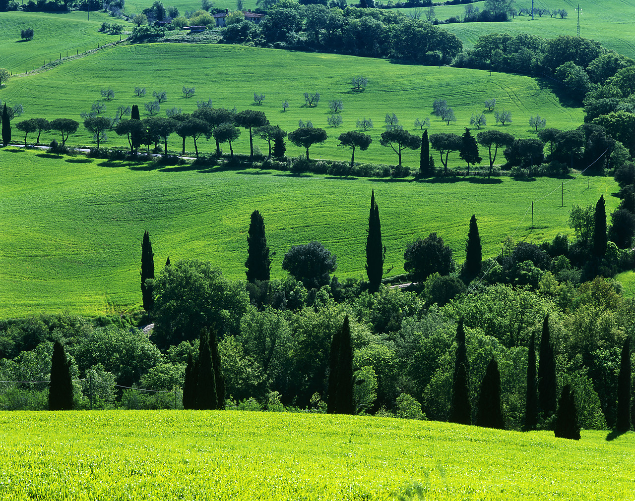 #040095-2 - Cypress, Pine & Olive Trees, La Foca, Tuscany,Italy