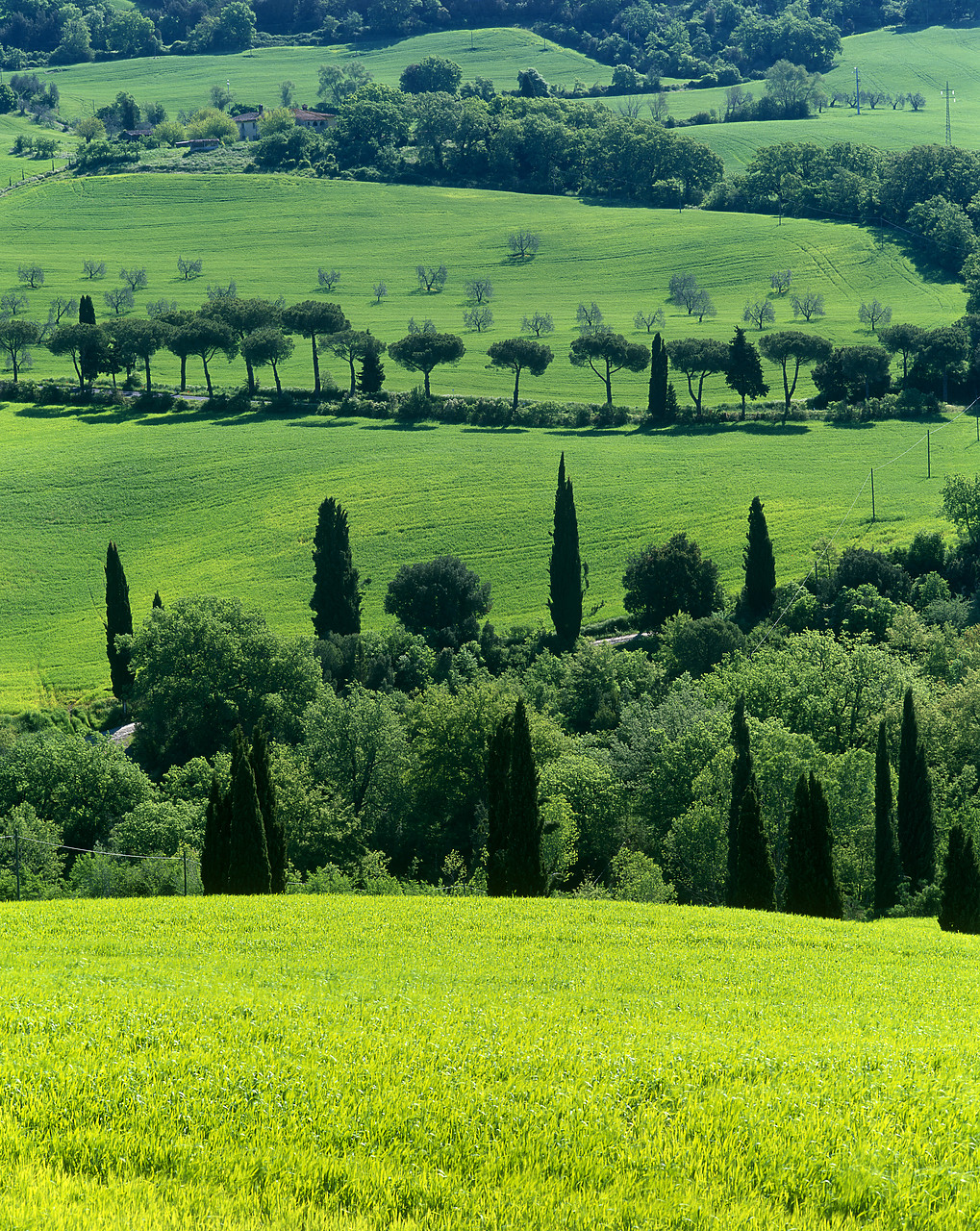 #040095-4 - Cypress, Pine & Olive Trees, La Foca, Tuscany,Italy