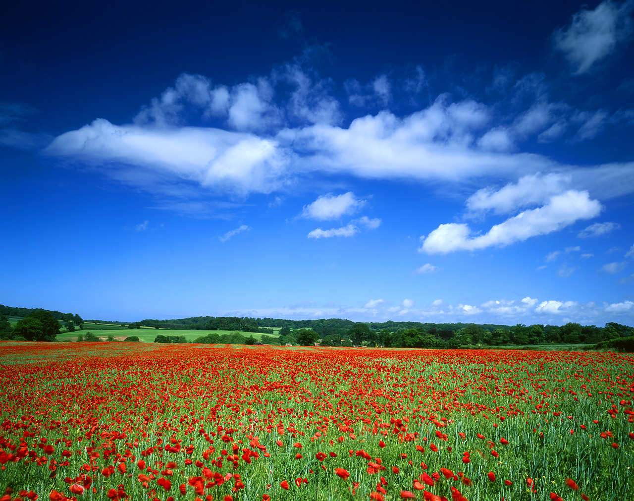 #040132-1 - Poppy Field, near Holt, Norfolk, England